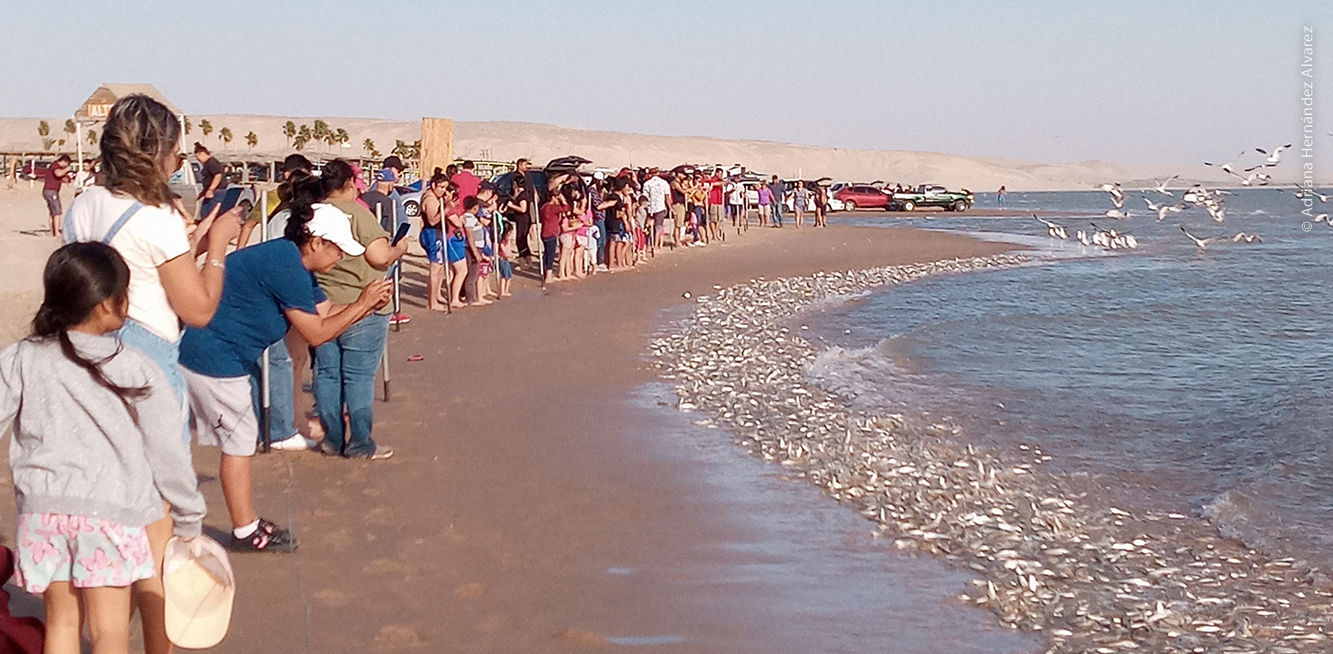 Personas respetando el cerco de la playa