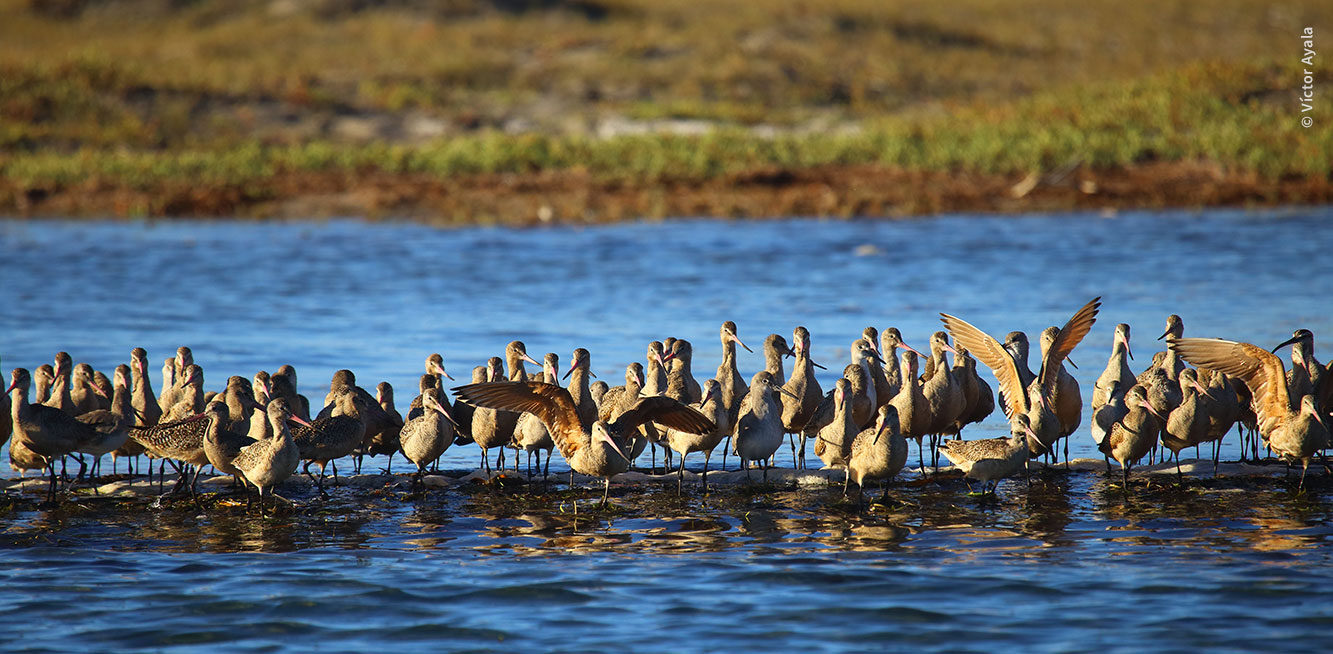 Flock of seashore birds standing in the edge of the water. The beach can be seen on the other side.