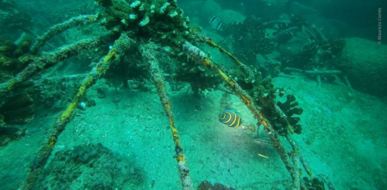 Estructura para crecer coral.