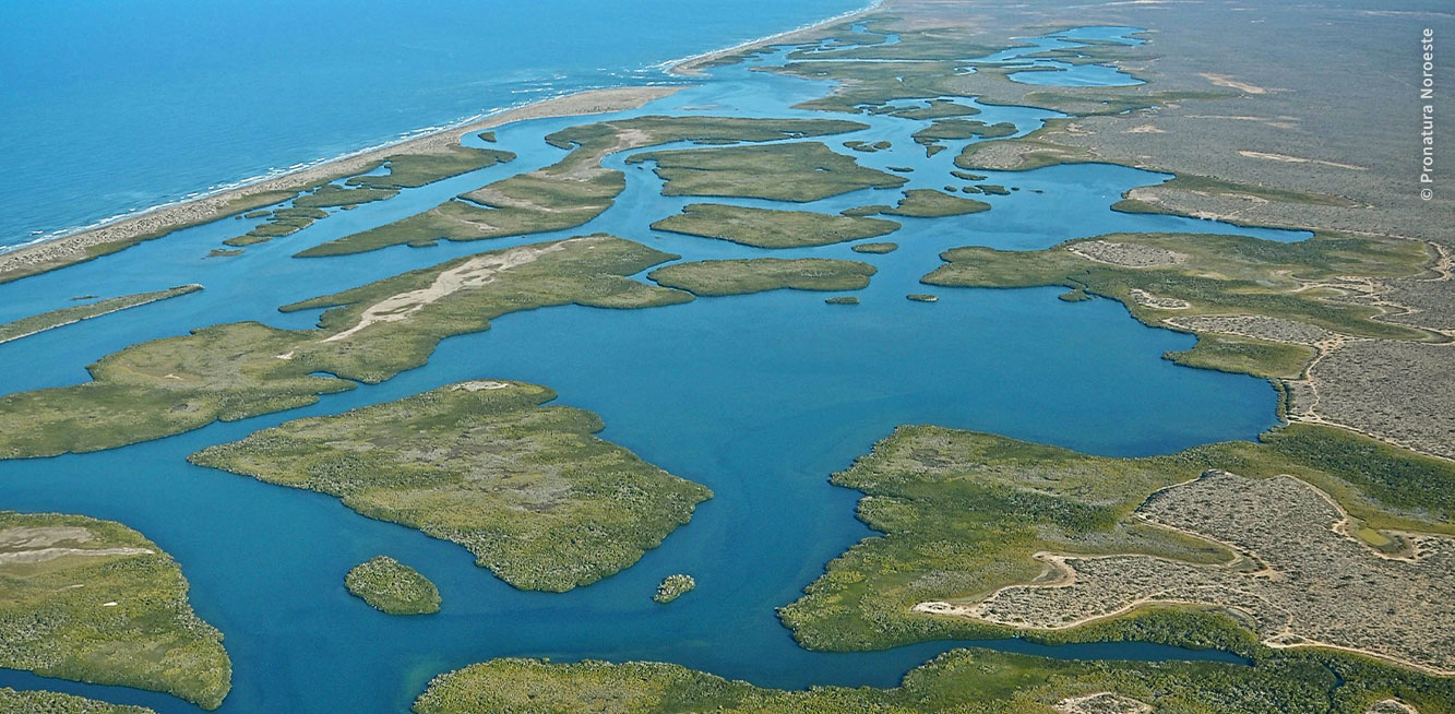 Aerial view of the Bahia Magdalena wetlands. Blue ocean surrounds the twentish green mangroove irregular islets. 