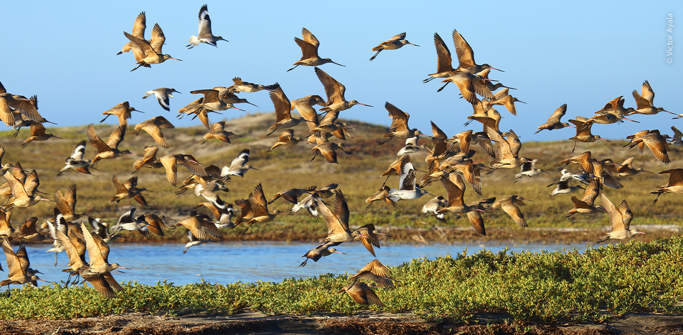 Parvada aves playeras y marinas en Bahía Magdalena. Foto de Víctor Ayala.