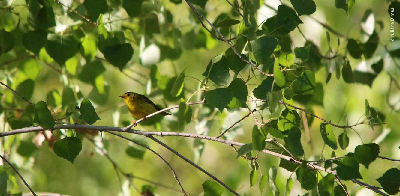 Chipe corona negra en rama de álamo en Miguel Alemán. Foto por Yuliana Dimas