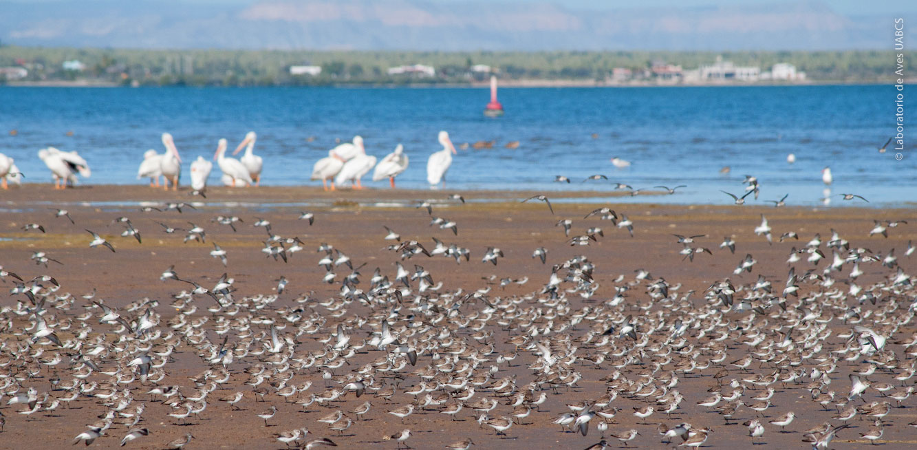 Aves playeras en La Paz