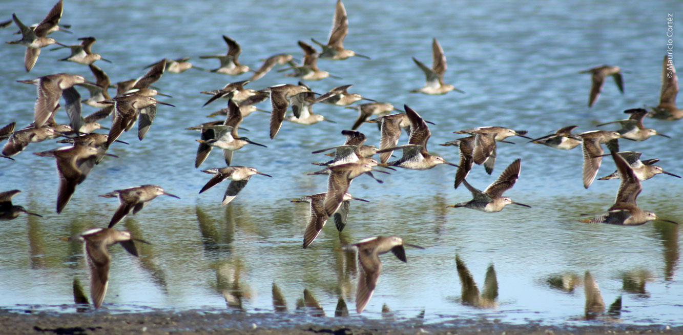 Limnodromus sp. Costurero