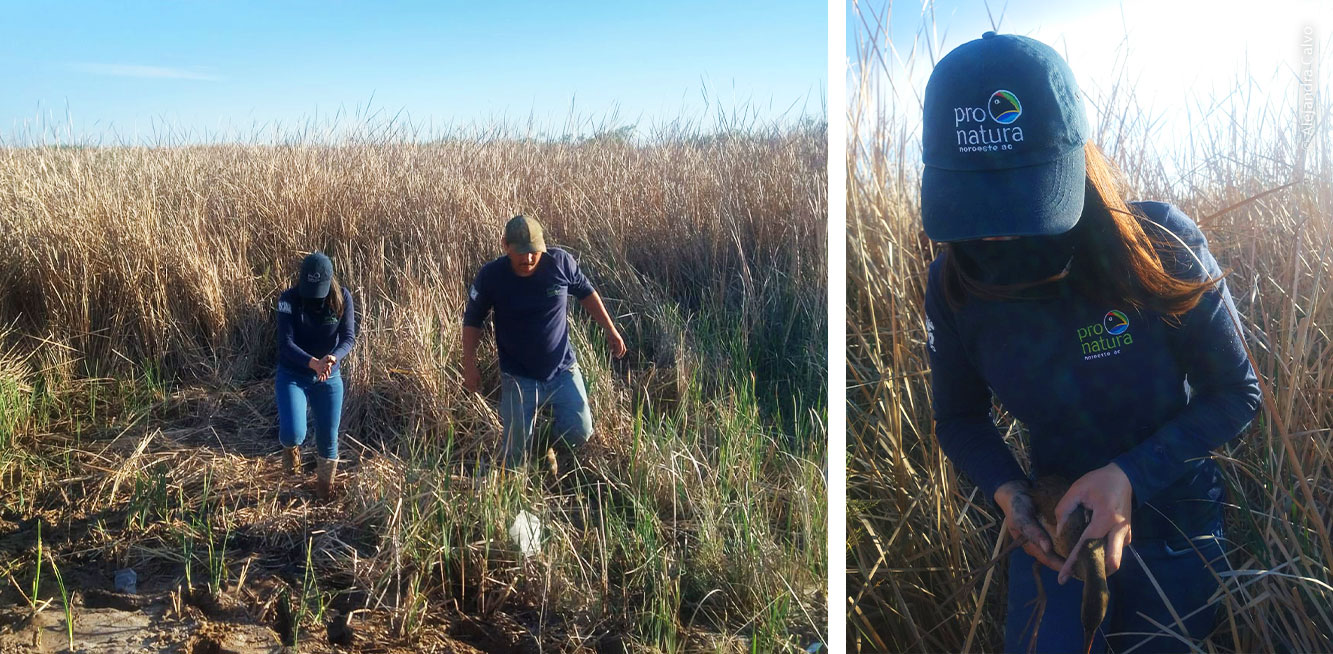 Rastreo de aves en el humedal
