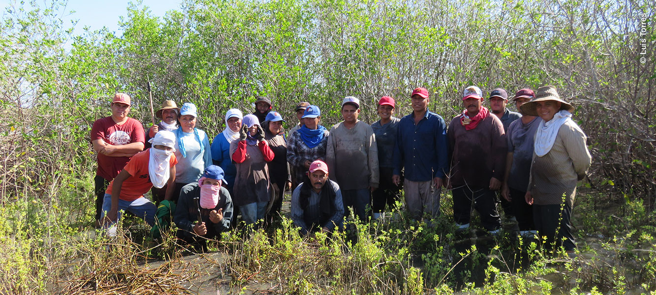 Cuadrilla de trabajo del Proyecto para el control de la enredadera Tripa de Zopilote en Marismas Nacionales Nayarit.