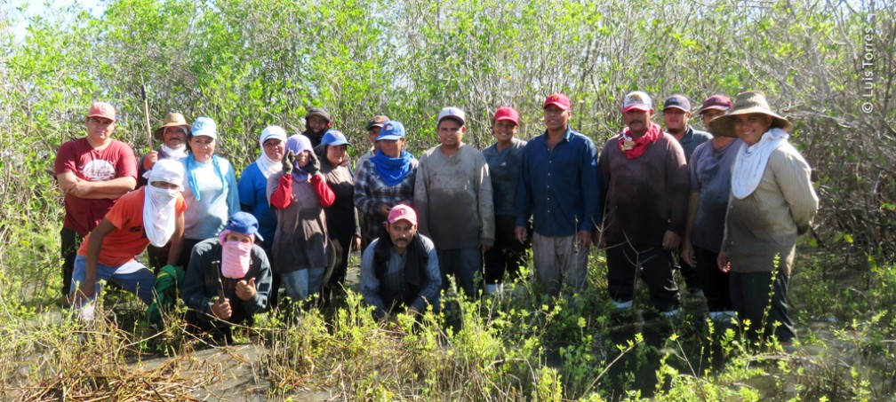 Cuadrilla de trabajo del Proyecto para el control de la enredadera Tripa de Zopilote en Marismas Nacionales Nayarit.