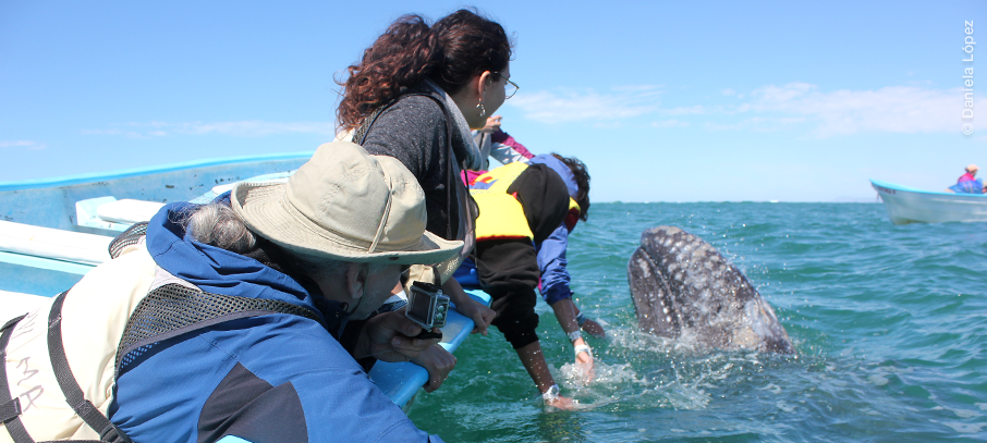 Avistamiento de ballena gris en Laguna San Ignacio