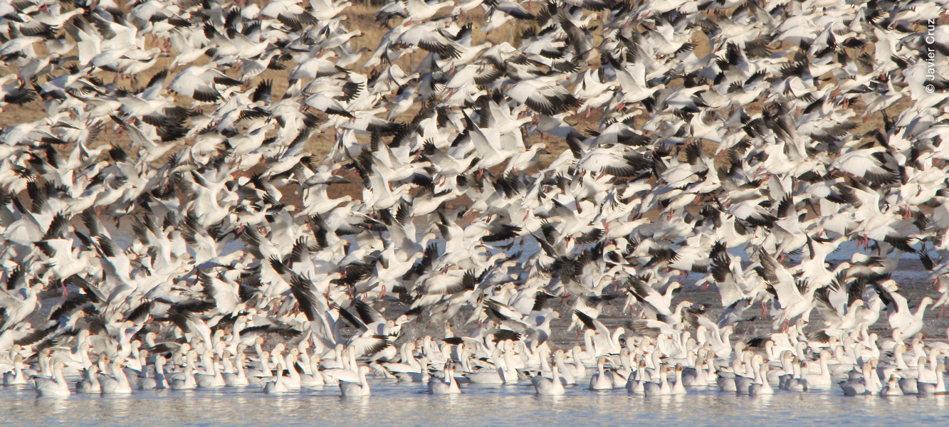 Presas de piedra (superior izquierda), Renuevos de pino (superior derecha), Gansos blancos (Chen caerulescens) (inferior).