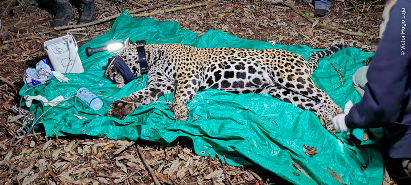 Jaguar con collar GPS