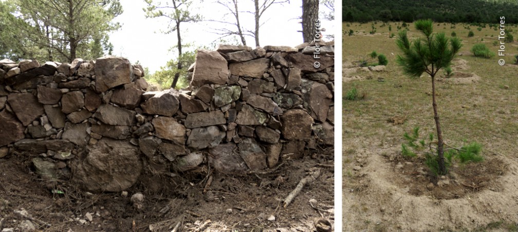 Presas de piedra (superior izquierda), Renuevos de pino (superior derecha), Gansos blancos (Chen caerulescens) (inferior).