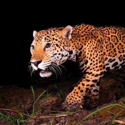 Jaguar (Panthera onca), en la Finca La Papalota.