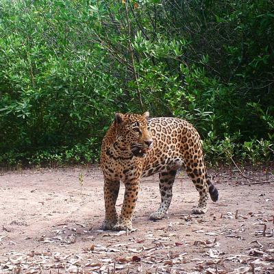 Jaguar capturado por cámara trampa en La Papalota