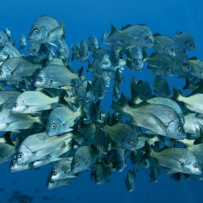 Cardumen en Cabo Pulmo, por Gustavo Danemann