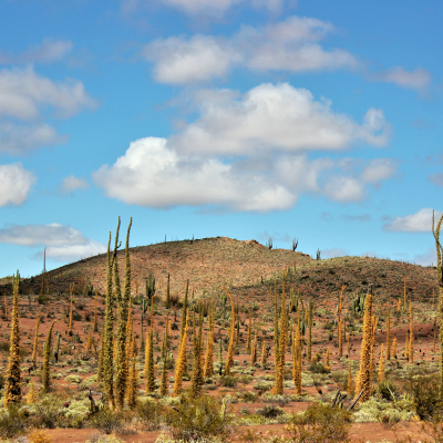 Paisaje en Valle de los Cirios, tomada por Daniela López.