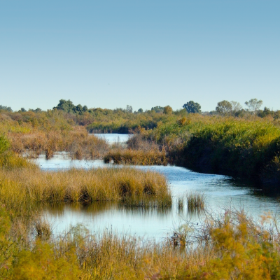 Humedales del Delta del Río Colorado. Foto por Osvel Hinojosa.