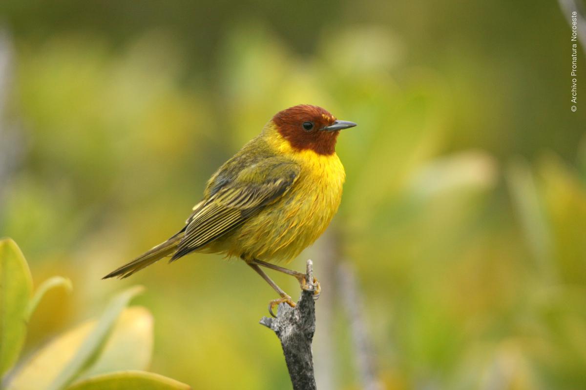 Conservación de Aves