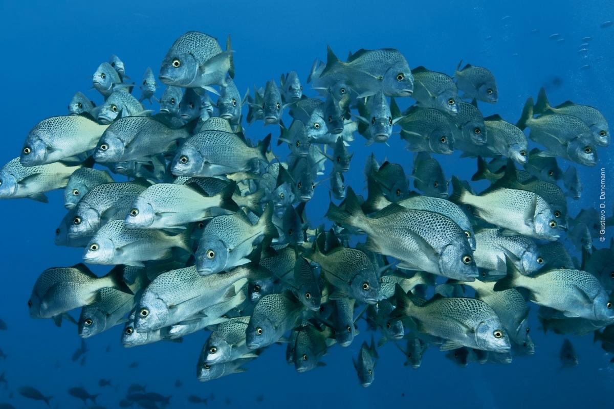 Cardumen en Cabo Pulmo, por Gustavo Danemann