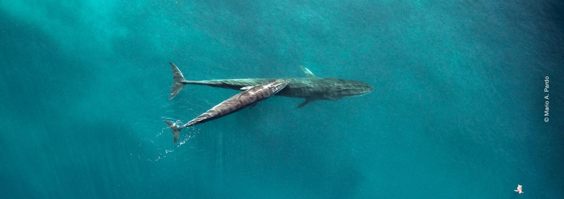 Toma aérea de par de Rorcuales y tortuga en el Pacífico. Fotografía por Mario A. Pardo