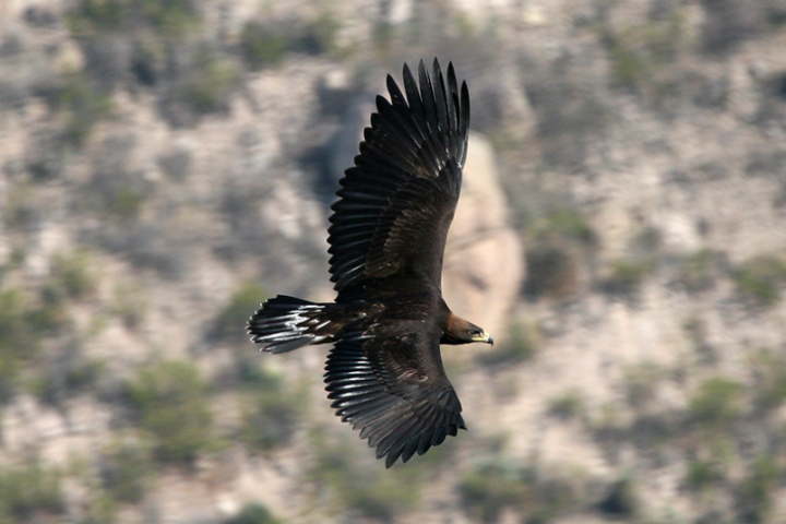 Águila real en vuelo