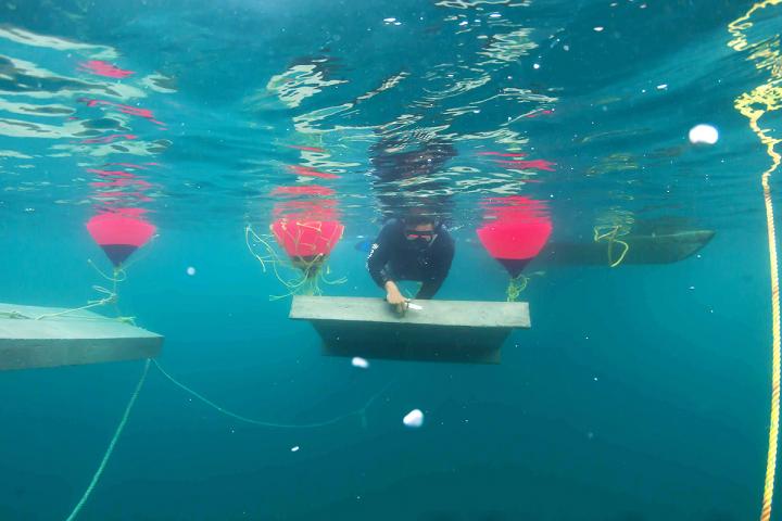 Buzo nadando con lámina de concreto para casita langostera, entre las boyas.