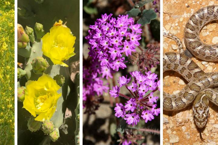 Collage imagenes del Bioblitz de la frontera