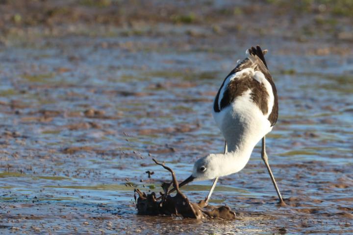 Ave playera (Rercuvirostra americana) buscando alimento en el lodo. Bahía Lobos. Foto por Roberto Carmona.