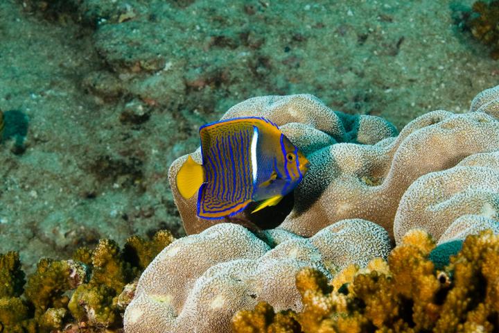 Pez en arrecife en Cabo Pulmo