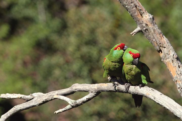 Pareja de Cotorra serrana en rama. Chihuahua.