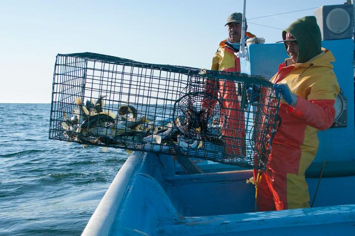 Pescador recogiendo trampa con Verdillo en Punta Abreojos