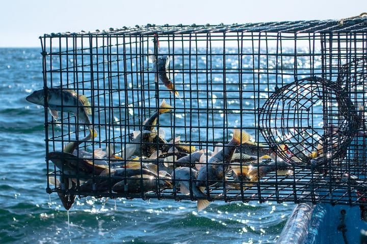 Trampas para verdillo