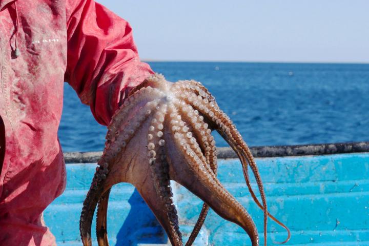 Pescador sosteniendo un Pulpo