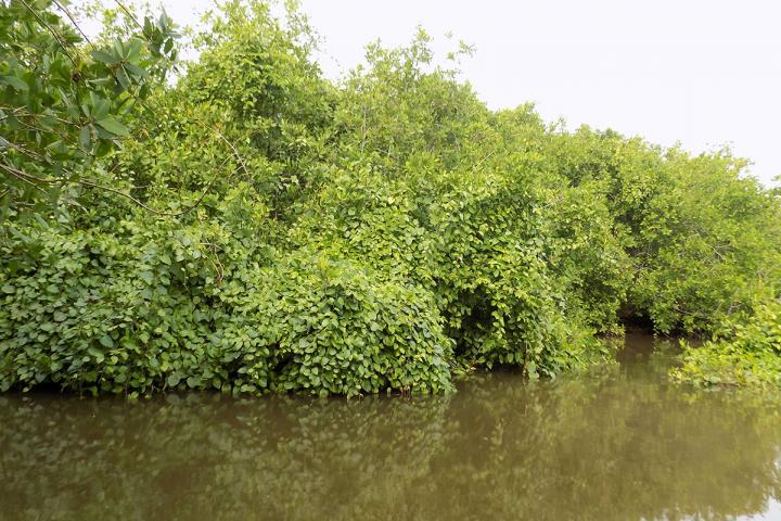 Enredadera Tripa de Zopilote sobre el manglar.