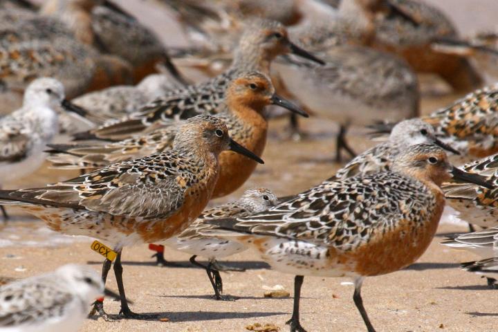 Playeros rojizos con marca de monitoreo