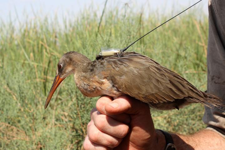 Palmoteador de Yuma, detenido por las patas por una mano humana, con transmisor satelital en el lomo. Fotografía de Eamon Harrity