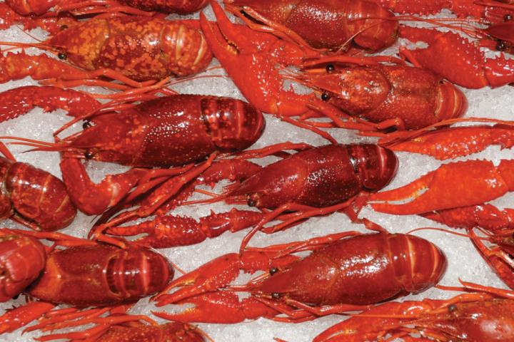 Langostas cocidas en superficie de hielo