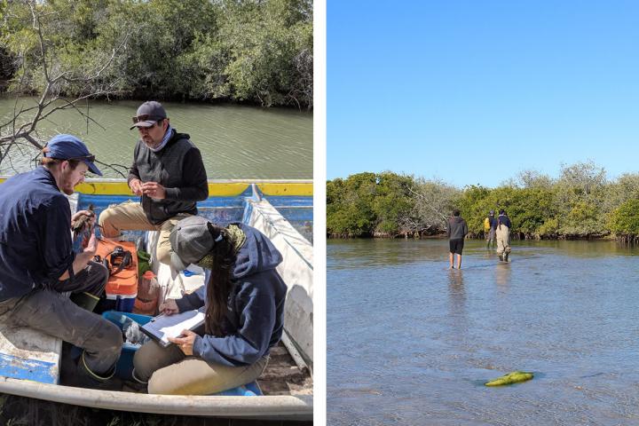 Monitoreo de Palmoteador de Yuma en los humedales