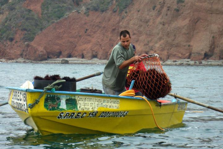 Pescadores de Erizo