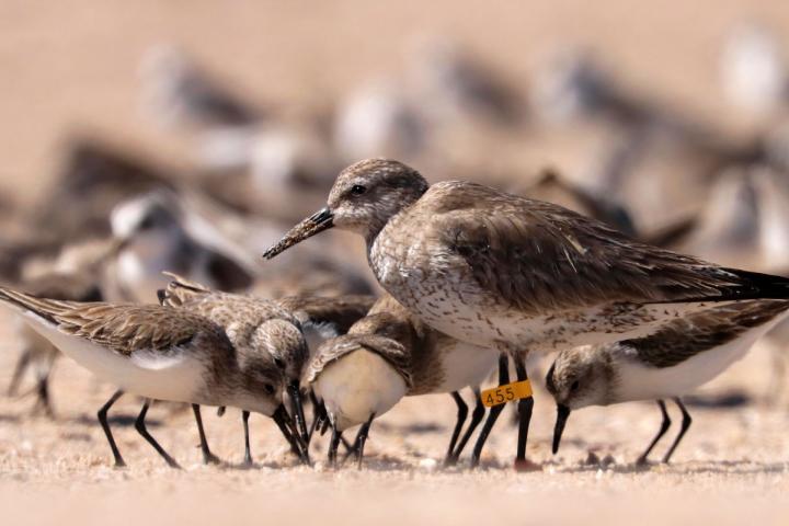 Playero rojizo del Pacífico 455, en el Golfo de Santa Clara.