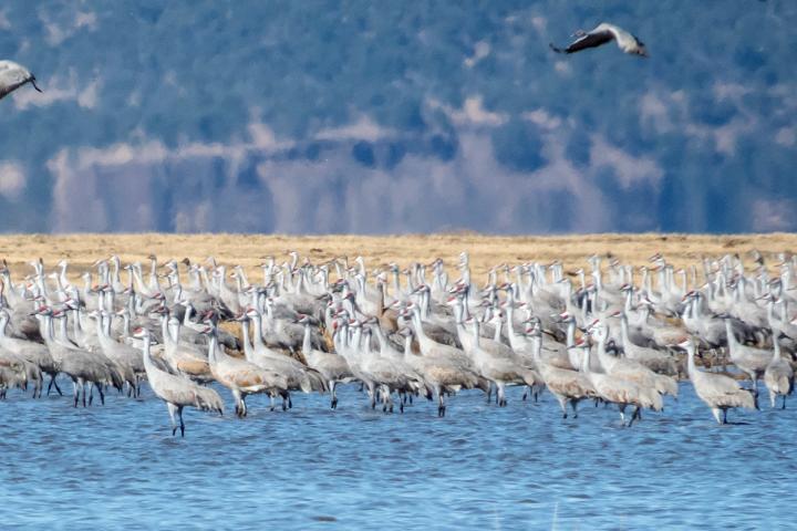 Grullas en Laguna Babícora, Sierra Madre Occidental. Foto por Gerardo Marrón.