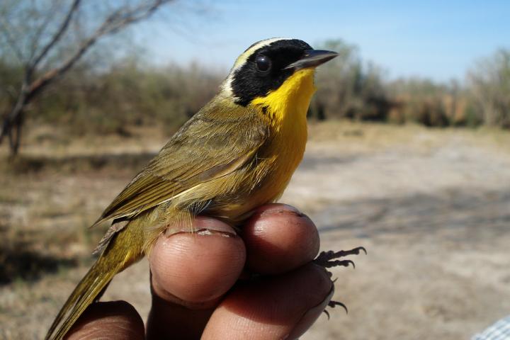 Ave pequeña siendo sostenida para monitoreo de población en San Luis Río Colorado