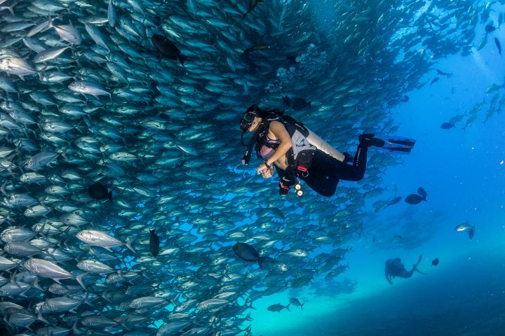 Buzo nadando debajo de un cardumen de peces en Cabo Pulmo.