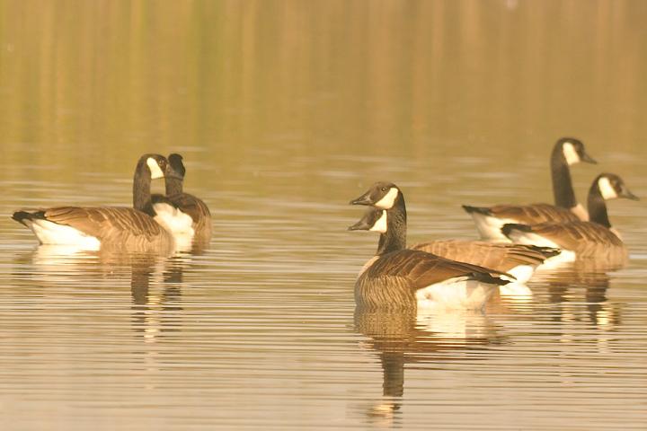 Grupo de Brantas o Gansos de collar, descansando en el agua. Foto de Miguel A. Vargas.