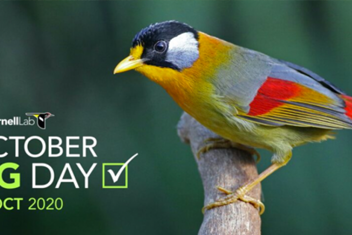 Leiothrix argentauris. Foto de Luke Seitz. Librería Macaulay.