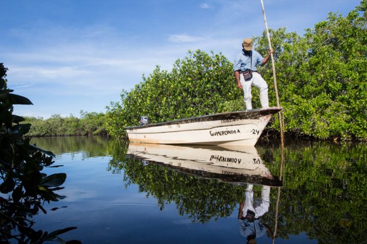 Canal de agua rodeado por arbustos de manglar. Un bote blanco va navegando con un hombre de sombrero que rema de pie en el frente de la panga.