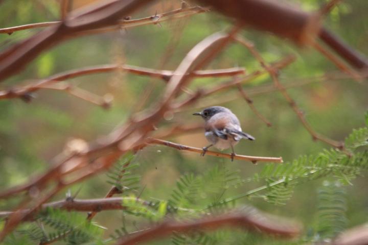 Ave perlita azul gris posada en una rama. Foto de Yuliana Dimas