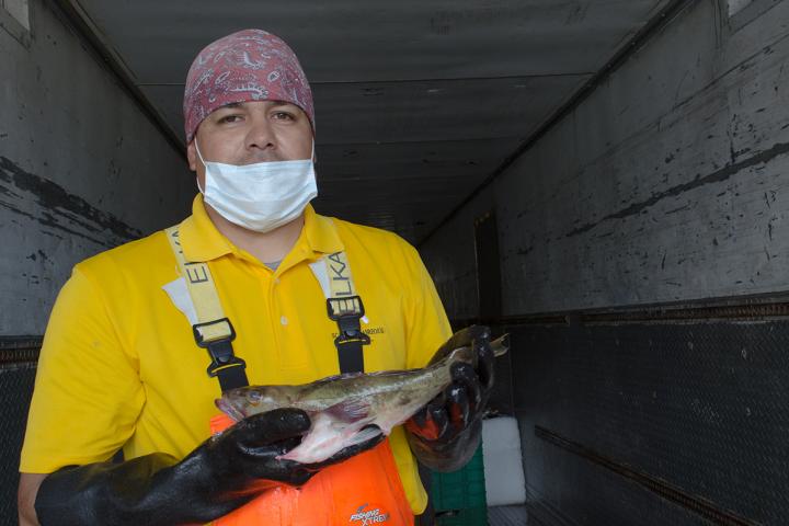 Procesador de Verdillo.