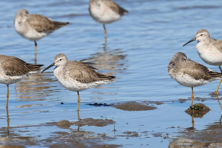 Grupo de playeros zacon en Monocarit