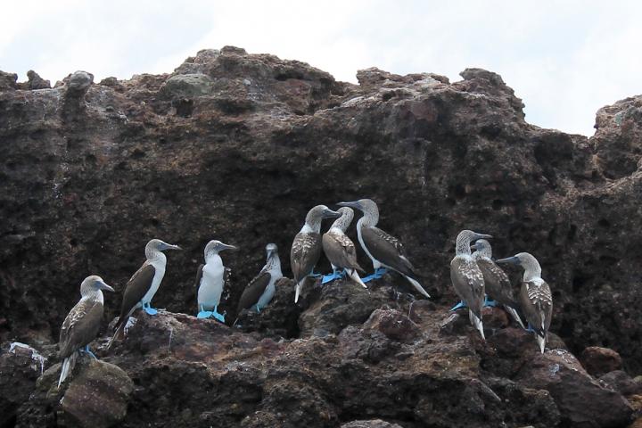 Grupo de pájaros bobo de patas azules en roca de Islas Marietas, Nayarit en Bahía de Banderas