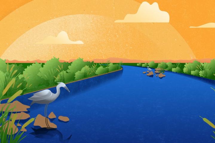 Ilustración de garza posada a la orilla del Rio Colorado